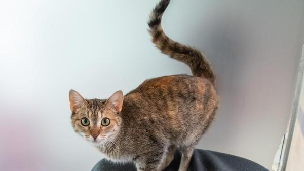 Elvira ist eine liebe und verschmuste Freigängerin, die seit dem 8. Mai im Tierheim Nürnberg ist. Da die einjährige und bereits kastrierte Katze gezielt nach Freigang sucht, wird ein Zuhause in einem verkehrsberuhigten Bereich gesucht. Elvira liebt es, ihre Menschen zu putzen. Kinder dürfen gerne im Haushalt leben und auch zu Katzenanfänger darf sie gerne ziehen. Nur auf andere Katzen kann die Europäisch-Kurzhaar-Dame verzichten.