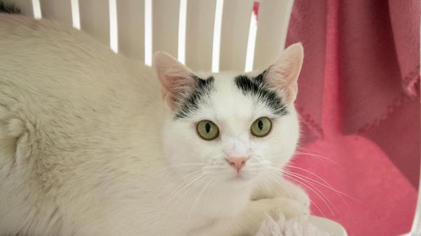 Die fünfjährige Europäisch Kurzhaar Katze Vienna ist seit Mai im Nürnberger Tierheim. Die kastrierte Dame wünscht sich ein Zuhause als Einzelkatze und Freigängerin.
Mit Menschen ist sie lieb und verschmust, hat aber ihren eigenen Kopf und kann zickig werden, zum Beispiel beim Hochheben. Kinder sollten im neuen Zuhause daher auch nicht leben.