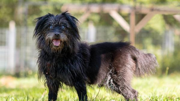 Hunde-Opi Balou wurde laut Tierheim vom eigenen Besitzer verleugnet und als Fundtier abgegeben.
Balou ist mit Menschen sehr lieb und verschmust. Kinder sollten schon größer sein und Verständnis für die Bedürfnisse eines alten Hund mitbringen können.
Balou hat Probleme mit den Augen. Aktuell wird er behandelt, es kann aber sein, dass noch operiert werden muss. Auch eine Zahnsanierung steht noch aus und er hat ein leichtes Herzgeräusch, das beobachtet werden muss.
Laut Tierheim sind seine gesundheitlichen Probleme möglicherweise der Grund, weshalb man ihn loswerden wollte.
Seine Pflegerinnen und Pfleger wünschen sich, dass das Tierheim nicht Opi Balous letzte Station ist.