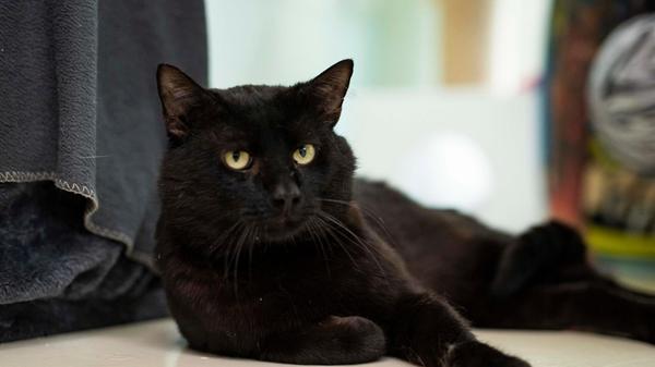 Für Kater Charlie-Sumo hat leider das Geld nicht gereicht, seine Besitzerin hat den dreijährigen Kater schweren Herzens „aus finanziellen Gründen“ im Tierheim abgegeben, heißt es. Er wartet schon seit November 2025 dort. Die Mitarbeiter beschreiben Charlie-Sumo als „sehr niedlich und verschmust“. Zugleich frisst er gerne - und das ist ein Problem. Der Kater darf nur Pferd essen, er leidet unter chronischem Brech-Durchfall. Aufgrund seiner Erkrankung braucht der Vierbeiner ein Zuhause mit gesichertem Freigang, damit er kein anderes Futter erwischt. Kinder sollten schon größer sein, mit Hunden käme es auf einen Versuch an.