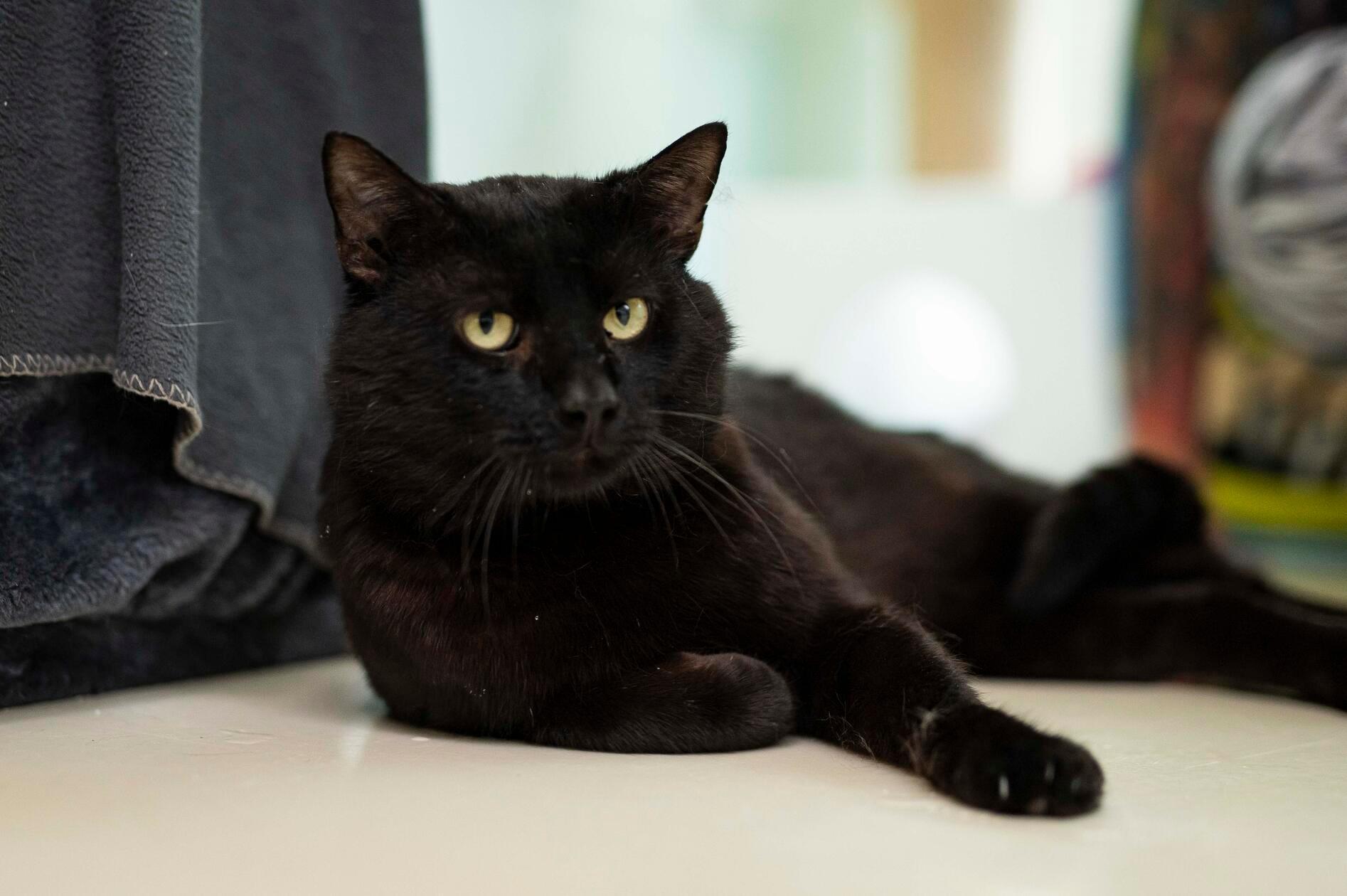 Für Kater Charlie-Sumo hat leider das Geld nicht gereicht, seine Besitzerin hat den dreijährigen Kater schweren Herzens „aus finanziellen Gründen“ im Tierheim abgegeben, heißt es. Er wartet schon seit November 2025 dort. Die Mitarbeiter beschreiben Charlie-Sumo als „sehr niedlich und verschmust“. Zugleich frisst er gerne - und das ist ein Problem. Der Kater darf nur Pferd essen, er leidet unter chronischem Brech-Durchfall. Aufgrund seiner Erkrankung braucht der Vierbeiner ein Zuhause mit gesichertem Freigang, damit er kein anderes Futter erwischt. Kinder sollten schon größer sein, mit Hunden käme es auf einen Versuch an.