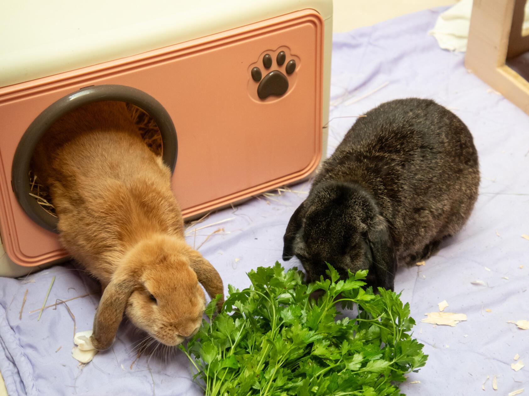 Ginny und Gimli suchen getrennt voneinander oder gemeinsam ein neues Zuhause.
Gerne ziehen die beiden vierjährigen Widder-Weibchen auch zu einem vorhandenen Partnertier. Kastriert sind die beiden allerdings nicht.

Ginny wurde aus schlechter Haltung abgenommen, Gimlis Besitzer ist verstorben.
Leider gehören die Kaninchen zu den sogenannten Qualzuchten und man muss ihre Ohren regelmäßig kontrollieren. Gimli musste schon an den Ohren operiert werden.
Die beiden wünschen sich ein Zuhause in artgerechter Haltung. 