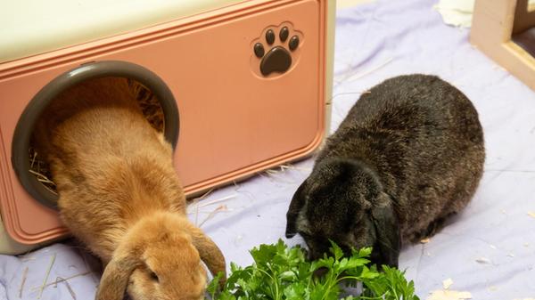 Ginny und Gimli suchen getrennt voneinander oder gemeinsam ein neues Zuhause.
Gerne ziehen die beiden vierjährigen Widder-Weibchen auch zu einem vorhandenen Partnertier. Kastriert sind die beiden allerdings nicht.
Ginny wurde aus schlechter Haltung abgenommen, Gimlis Besitzer ist verstorben.
Leider gehören die Kaninchen zu den sogenannten Qualzuchten und man muss ihre Ohren regelmäßig kontrollieren. Gimli musste schon an den Ohren operiert werden.
Die beiden wünschen sich ein Zuhause in artgerechter Haltung.
