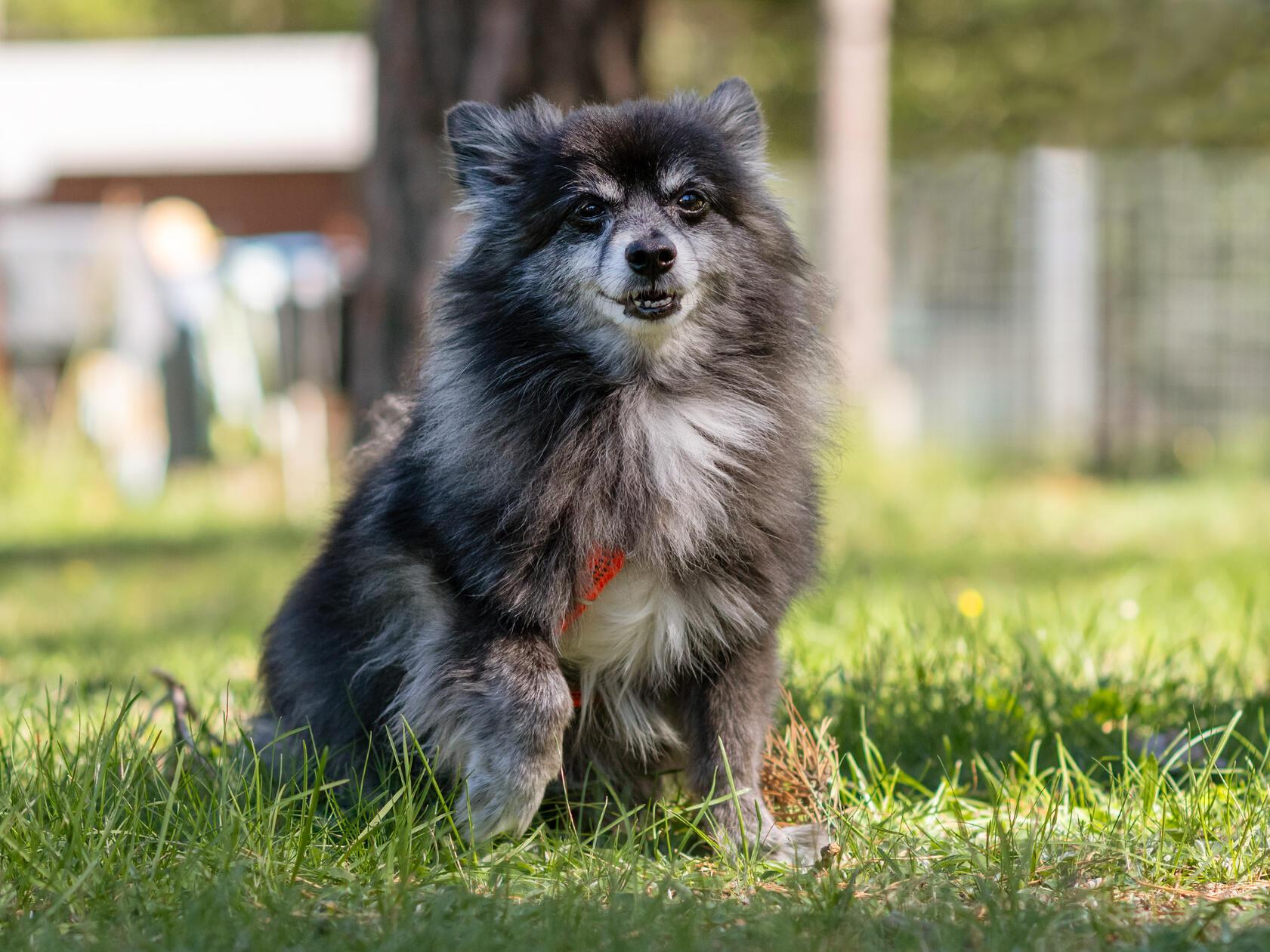 Spitz-Opa Lucky ist im Nürnberger Tierheim gelandet, weil der Besitzer erkrankt ist und niemand den Hund übernehmen wollte.
Lucky ist in der Wohnung ein ruhiger Hund, etwas ängstlich, weil er nicht viel kennengelernt hat. Bei anderen Hunden bellt er sehr viel und kann sich reinsteigern, was nicht gerade seinem gesundheitlichen Zustand gut tut. Er sollte daheim deshalb lieber Einzelprinz sein.
Auto fährt er gut mit und daheim kann er auch mal für zwei bis drei Stunden alleine bleiben.
Lucky wünscht sich eine Bezugsperson, gerne weiblich.
Aktuell benötigt der Hunde-Opa Herzmedikamente und Entwässerung. Eine Nachkontrolle steh noch aus. Wer gibt unserem Spitz Opa ein Zuhause für seinen Lebensabend?
