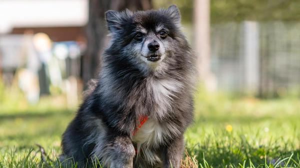 Spitz-Opa Lucky ist im Nürnberger Tierheim gelandet, weil der Besitzer erkrankt ist und niemand den Hund übernehmen wollte.
Lucky ist in der Wohnung ein ruhiger Hund, etwas ängstlich, weil er nicht viel kennengelernt hat. Bei anderen Hunden bellt er sehr viel und kann sich reinsteigern, was nicht gerade seinem gesundheitlichen Zustand gut tut. Er sollte daheim deshalb lieber Einzelprinz sein.
Auto fährt er gut mit und daheim kann er auch mal für zwei bis drei Stunden alleine bleiben.
Lucky wünscht sich eine Bezugsperson, gerne weiblich.
Aktuell benötigt der Hunde-Opa Herzmedikamente und Entwässerung. Eine Nachkontrolle steh noch aus. Wer gibt unserem Spitz Opa ein Zuhause für seinen Lebensabend?