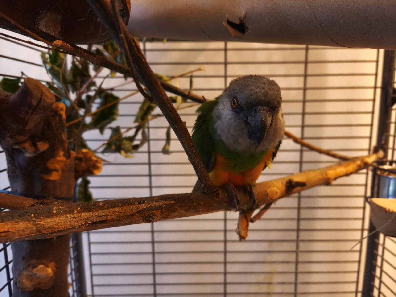 Senegalpapagei Senator (36) ist vor rund einem Jahr in der Einrichtung in Erlenstegen gelandet. Er hat lange alleine gelebt, sich dann aber im Tierheim mit einem gefiederten Gefährten angefreundet. Dieser ist nun vermittelt worden und Senator blieb allein zurück. Der Papagei braucht dringend ein artgerechtes Zuhause in Gesellschaft. Bei Interesse, bitte melden. Das Tierheim freut sich über eine Mail mit Bildern der Haltung und eine Telefonnummer unter info@tierheim-nuernberg.de