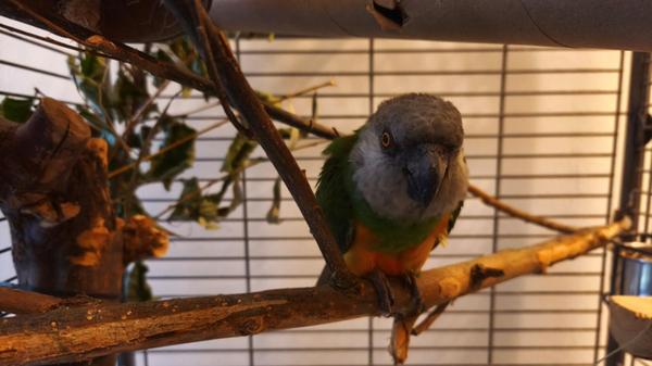 Senegalpapagei Senator (36) ist vor rund einem Jahr in der Einrichtung in Erlenstegen gelandet. Er hat lange alleine gelebt, sich dann aber im Tierheim mit einem gefiederten Gefährten angefreundet. Dieser ist nun vermittelt worden und Senator blieb allein zurück. Der Papagei braucht dringend ein artgerechtes Zuhause in Gesellschaft. Bei Interesse, bitte melden. Das Tierheim freut sich über eine Mail mit Bildern der Haltung und eine Telefonnummer unter info@tierheim-nuernberg.de