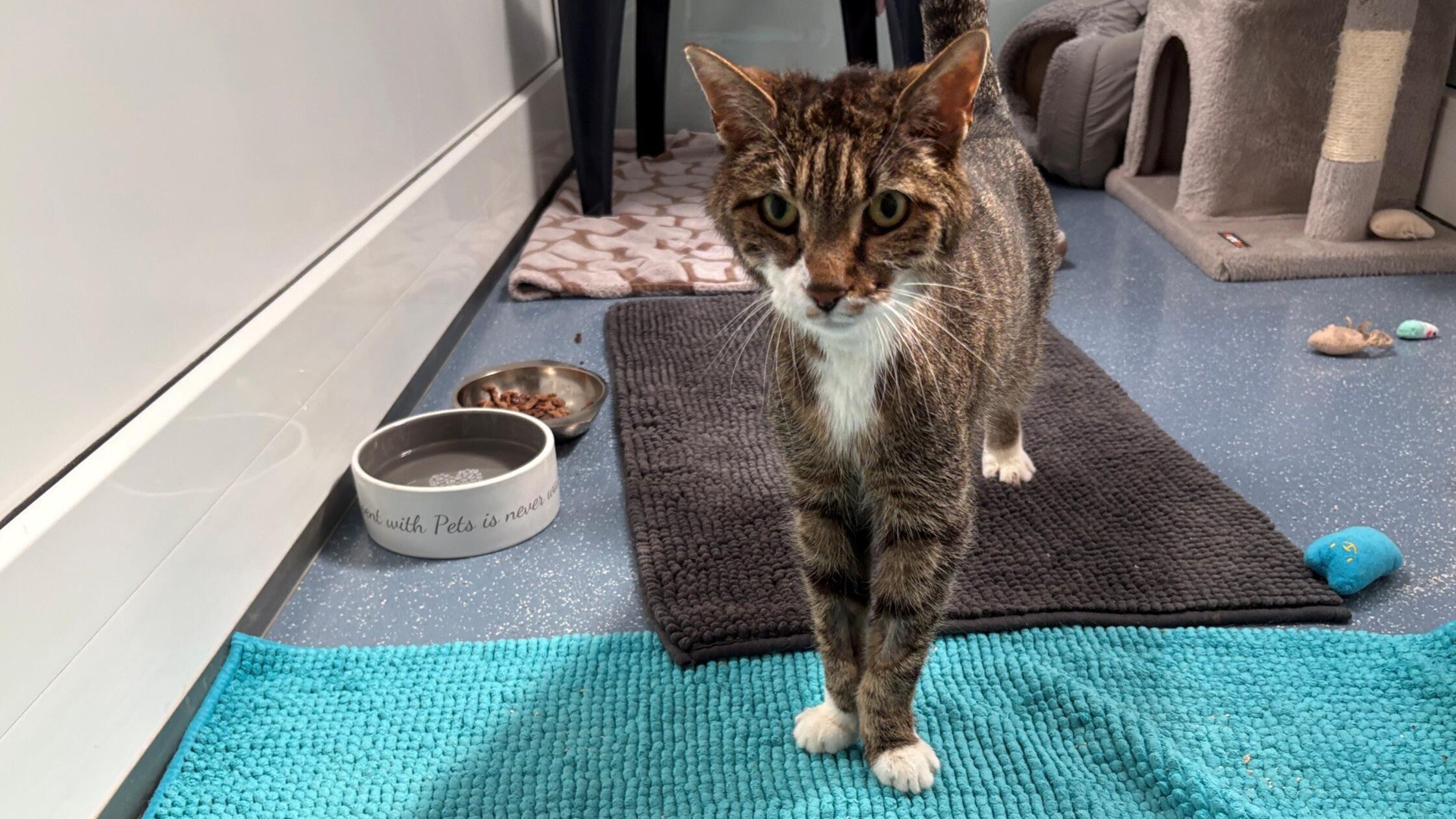 Sir Larry ist lieb, sehr verschmust und stolze 18 Jahre alt. Der Senior auf vier Pfoten wurde im Stadtgebiet gefunden und sucht dringend ein schönes Zuhause, wo er seinen Lebensabend verbringen kann. Er kann nicht mehr hochspringen und braucht entsprechend kleine Treppen, momentan schläft auf dem Boden, heißt es aus dem Tierheim. Er kennt Katzen, ein gesicherter Freigang wäre toll. Seinem Alter entsprechend braucht Larry ein Schilddrüsenmedikament, SUC und Pankreas. Die Pfleger informieren gerne ausführlich. Wer hat ein barrierefreies Katzenkörbchen frei?