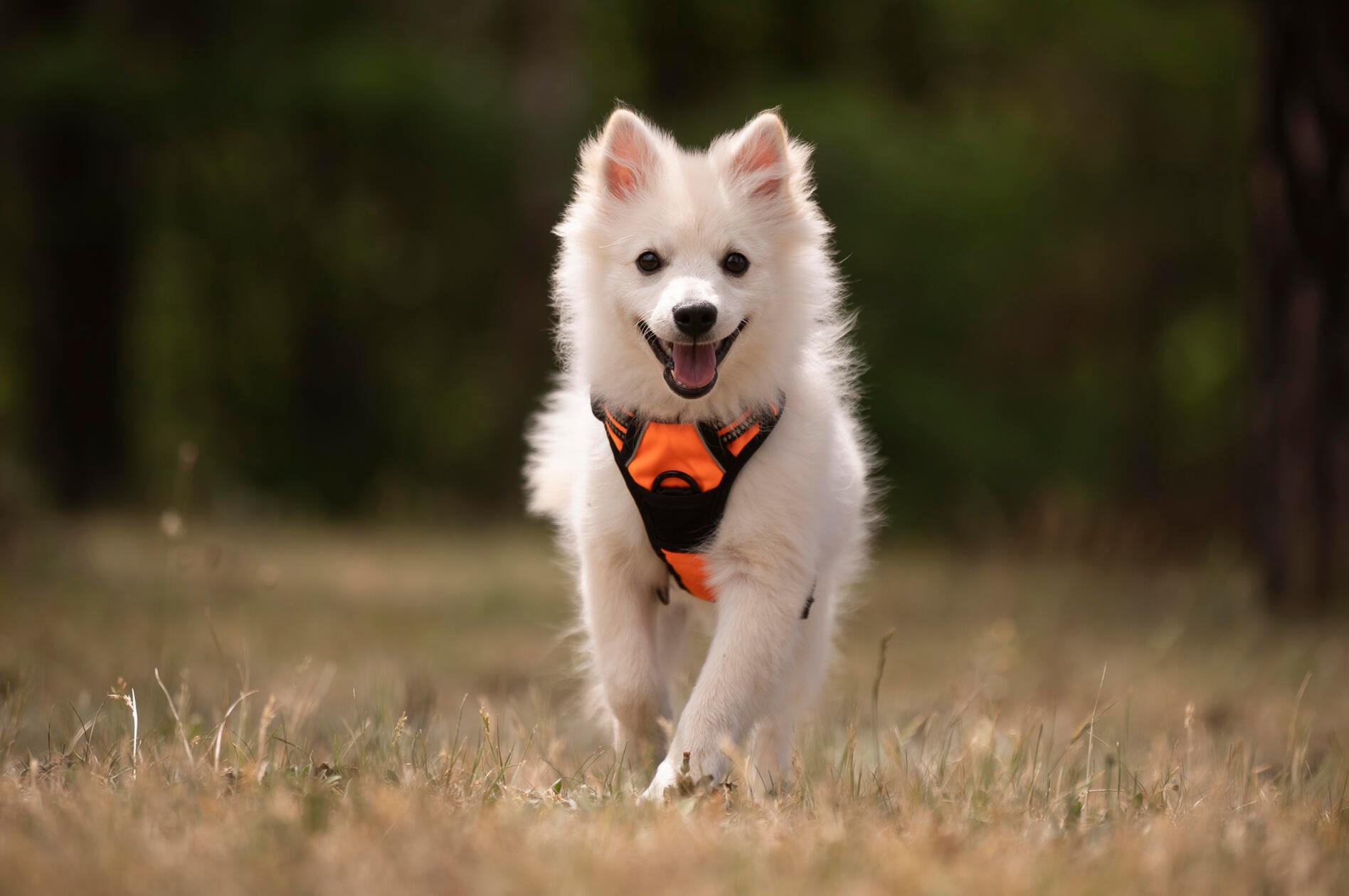 Gerade einmal fünf Monate alt ist William, ein Hund der Rasse Spitz. Der Rüde ist nicht kastriert. Aus einer Beschlagnahmung mehrerer Hunde ist er der letzte, der noch kein Zuhause gefunden hat. William muss welpentypisch noch alles lernen, was ein Hund "so können muss". Das Tierheim Nürnberg beschreibt ihn als "agilen Vertreter seiner Rasse und [er] muss Ruhe definitiv noch lernen". Zudem ist er mutig, auch, wenn er noch nicht viel kennengelernt hat, möchte er beschäftigt und gefordert werden - er sei absolut kein Couch-Potato-Hund, schreibt das Tierheim