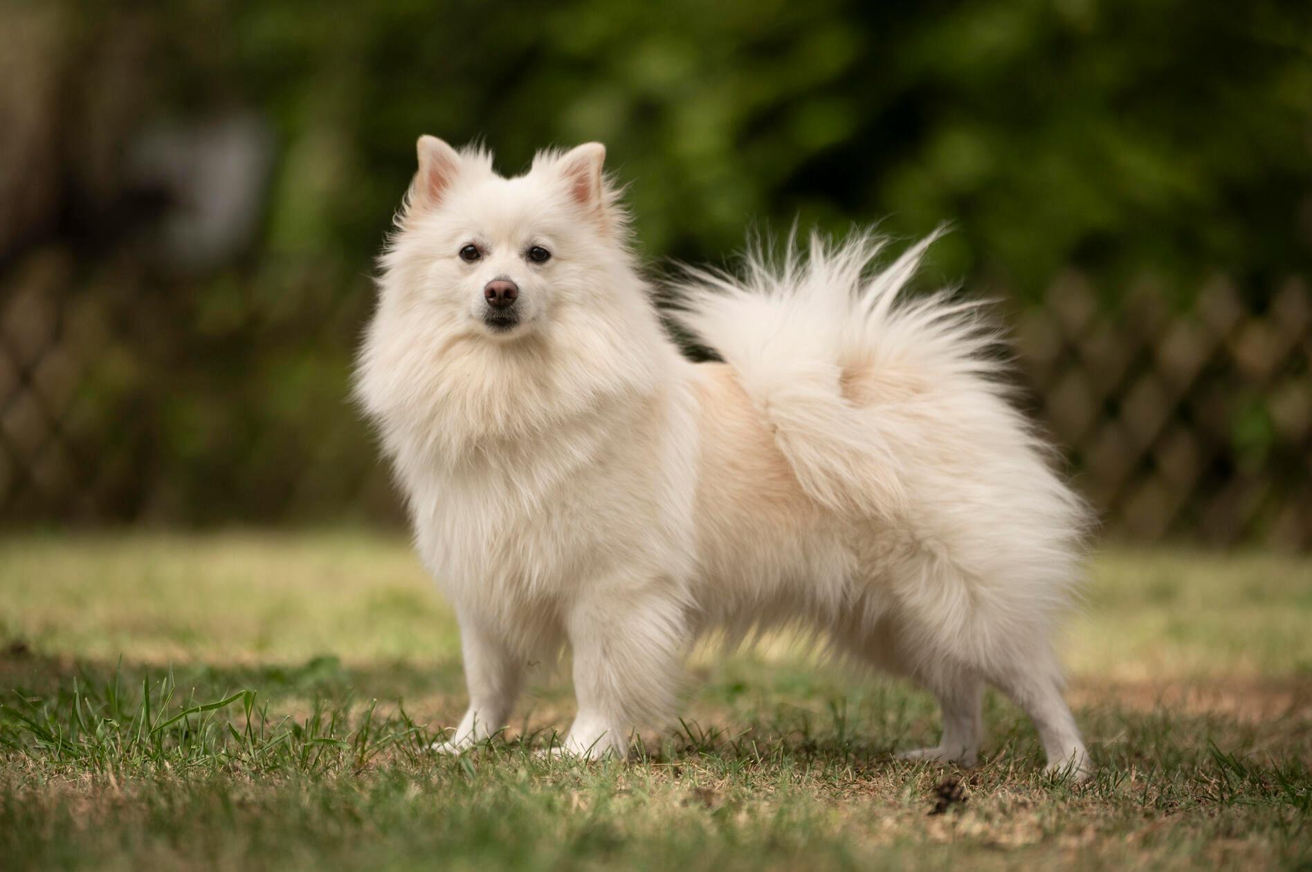 Lou ist seit Ende Juni im Nürnberger Tierheim. Die vierjährige Hundedame wurde von ihren Besitzern einfach zurückgelassen. Die Spitz-Hündin ist anfangs sehr ängstlich und zurückhaltend, mit etwas Geduld kann sie aber lustig und verspielt sein. 
Lou ist vermutlich stubenrein und kann nach Eingewöhnung drei bis vier Stunden alleine bleiben. Ob sie mit anderen Hunden zurecht kommt, entscheidet die Sympathie.
Mit größeren Kindern beziehungsweise mit Kindern, die wissen wann ein Hund Ruhe möchte, ist sie gut verträglich.
