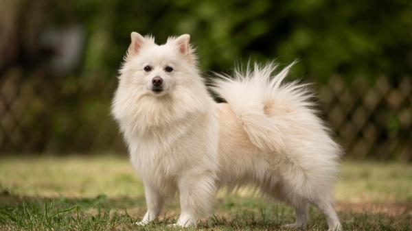 Lou ist seit Ende Juni im Nürnberger Tierheim. Die vierjährige Hundedame wurde von ihren Besitzern einfach zurückgelassen. Die Spitz-Hündin ist anfangs sehr ängstlich und zurückhaltend, mit etwas Geduld kann sie aber lustig und verspielt sein.
Lou ist vermutlich stubenrein und kann nach Eingewöhnung drei bis vier Stunden alleine bleiben. Ob sie mit anderen Hunden zurecht kommt, entscheidet die Sympathie.
Mit größeren Kindern beziehungsweise mit Kindern, die wissen wann ein Hund Ruhe möchte, ist sie gut verträglich.