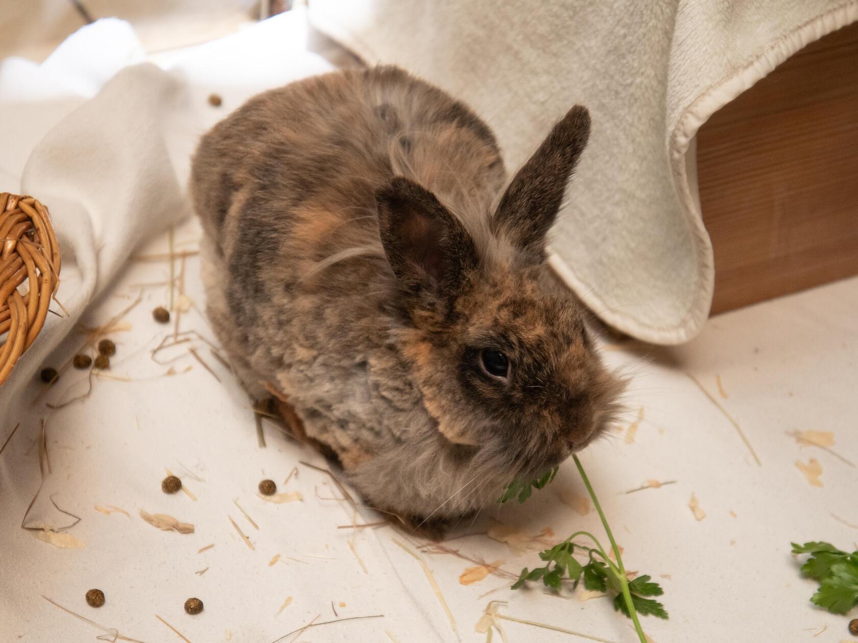 Kaninchendame Padmé stammt aus einem sogenannten "Ups-Wurf" und war dann nicht mehr gewollt. Sehr lange wartet sie nun schon im Nürnberger Tierheim auf ihre neuen Menschen.
Der Löwenkopf-Mix sucht ein artgerechtes Zuhause mit Partnertier.
Sie ist anfangs etwas schüchtern, kann aber auch mal zickig werden. Aufgrund Ihrer Rasse beziehungsweise ihrer Mischung, benötigt sie regelmäßige Fellpflege und wird nur in Innenhaltung vermittelt. Ihr neues Zuhause sollte ruhiger sein.
Da ihre Backenzähne etwas auffällig stehen, sollten diese regelmäßig kontrolliert werden.
Wer gibt ihr ein Zuhause und zeigt ihr, dass sie Vertrauen haben kann?

