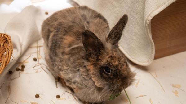 Kaninchendame Padmé stammt aus einem sogenannten "Ups-Wurf" und war dann nicht mehr gewollt. Sehr lange wartet sie nun schon im Nürnberger Tierheim auf ihre neuen Menschen.
Der Löwenkopf-Mix sucht ein artgerechtes Zuhause mit Partnertier.
Sie ist anfangs etwas schüchtern, kann aber auch mal zickig werden. Aufgrund Ihrer Rasse beziehungsweise ihrer Mischung, benötigt sie regelmäßige Fellpflege und wird nur in Innenhaltung vermittelt. Ihr neues Zuhause sollte ruhiger sein.
Da ihre Backenzähne etwas auffällig stehen, sollten diese regelmäßig kontrolliert werden.
Wer gibt ihr ein Zuhause und zeigt ihr, dass sie Vertrauen haben kann?