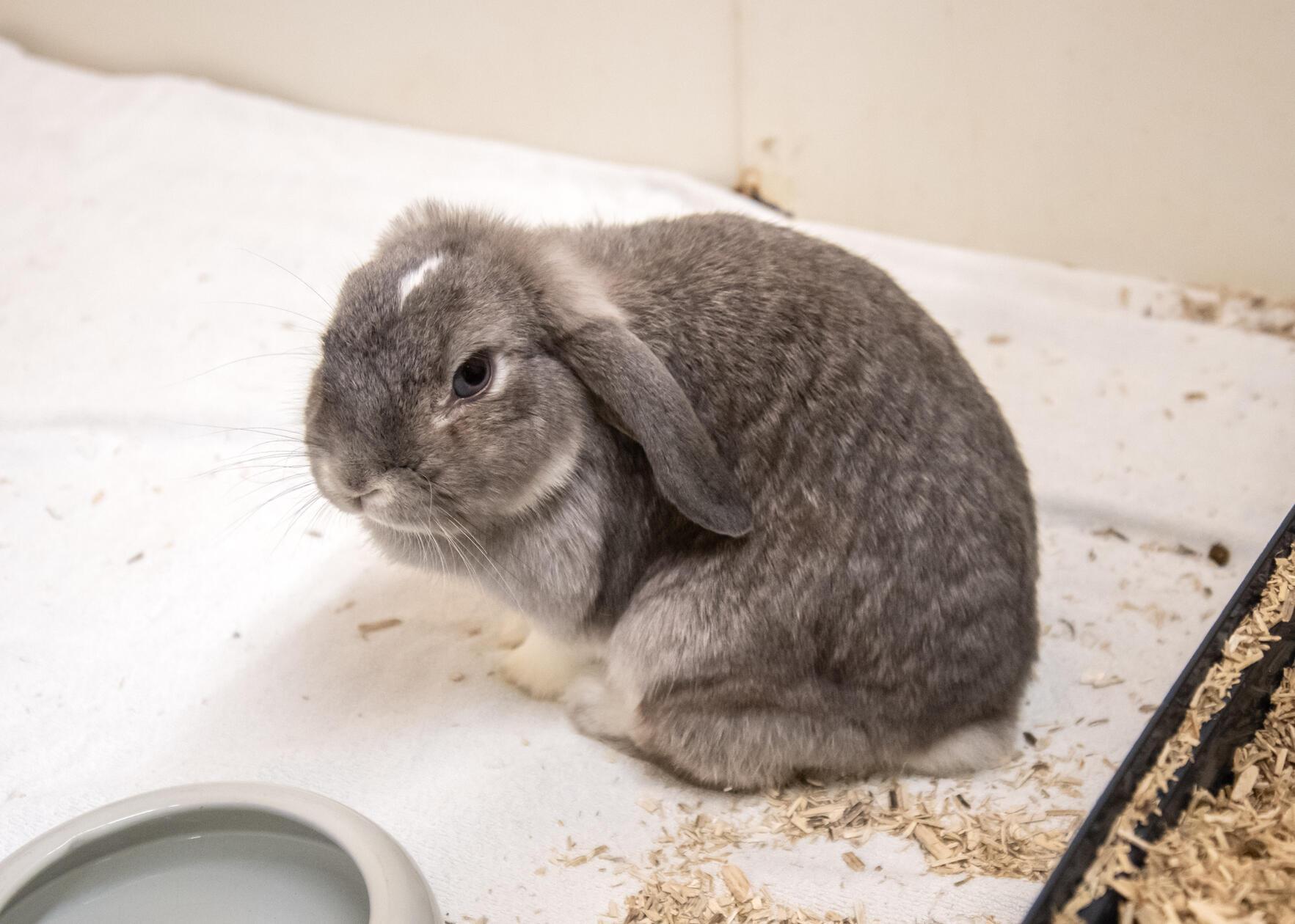 Winny ist ein vier Jahre altes Widderkaninchen und schaut etwas schüchtern in die Kamera. Dabei ist sie bei Artgenossen eher dominant, bei Menschen jedoch scheu. Ein ruhigeres Zuhause wäre deshalb von Vorteil. Die Kaninchendame wurde vergangenen September im Stadtgebiet gefunden und nie vermisst. Nun wünscht sich ein Zuhause mit einem Partnertier. Leider ist Winny ein Widderkaninchen und damit eine Qualzucht. Ihre Ohren müssen regelmäßig kontrolliert und eventuell auch gespült werden. Wer gibt ihr ein Zuhause?