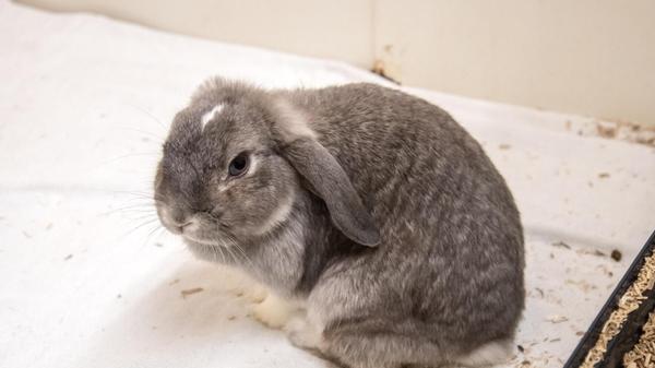 Winny ist ein vier Jahre altes Widderkaninchen und schaut etwas schüchtern in die Kamera. Dabei ist sie bei Artgenossen eher dominant, bei Menschen jedoch scheu. Ein ruhigeres Zuhause wäre deshalb von Vorteil. Die Kaninchendame wurde vergangenen September im Stadtgebiet gefunden und nie vermisst. Nun wünscht sich ein Zuhause mit einem Partnertier. Leider ist Winny ein Widderkaninchen und damit eine Qualzucht. Ihre Ohren müssen regelmäßig kontrolliert und eventuell auch gespült werden. Wer gibt ihr ein Zuhause?