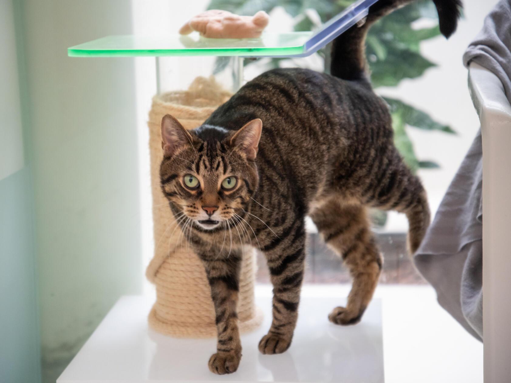 Der 9-jährige Pascha wurde aus schlechter Haltung abgenommen. Der Wohnungskater ist sehr nett, kann aber auch aufdringlich werden, beschreiben ihn seine Pflegerinnen und Pfleger.
Der Europäisch Kurzhaar-Kater ist Einzelgänger, auf andere Katzen legt er keinen Wert.
