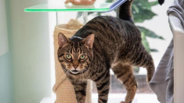 Der 9-jährige Pascha wurde aus schlechter Haltung abgenommen. Der Wohnungskater ist sehr nett, kann aber auch aufdringlich werden, beschreiben ihn seine Pflegerinnen und Pfleger.
Der Europäisch Kurzhaar-Kater ist Einzelgänger, auf andere Katzen legt er keinen Wert.