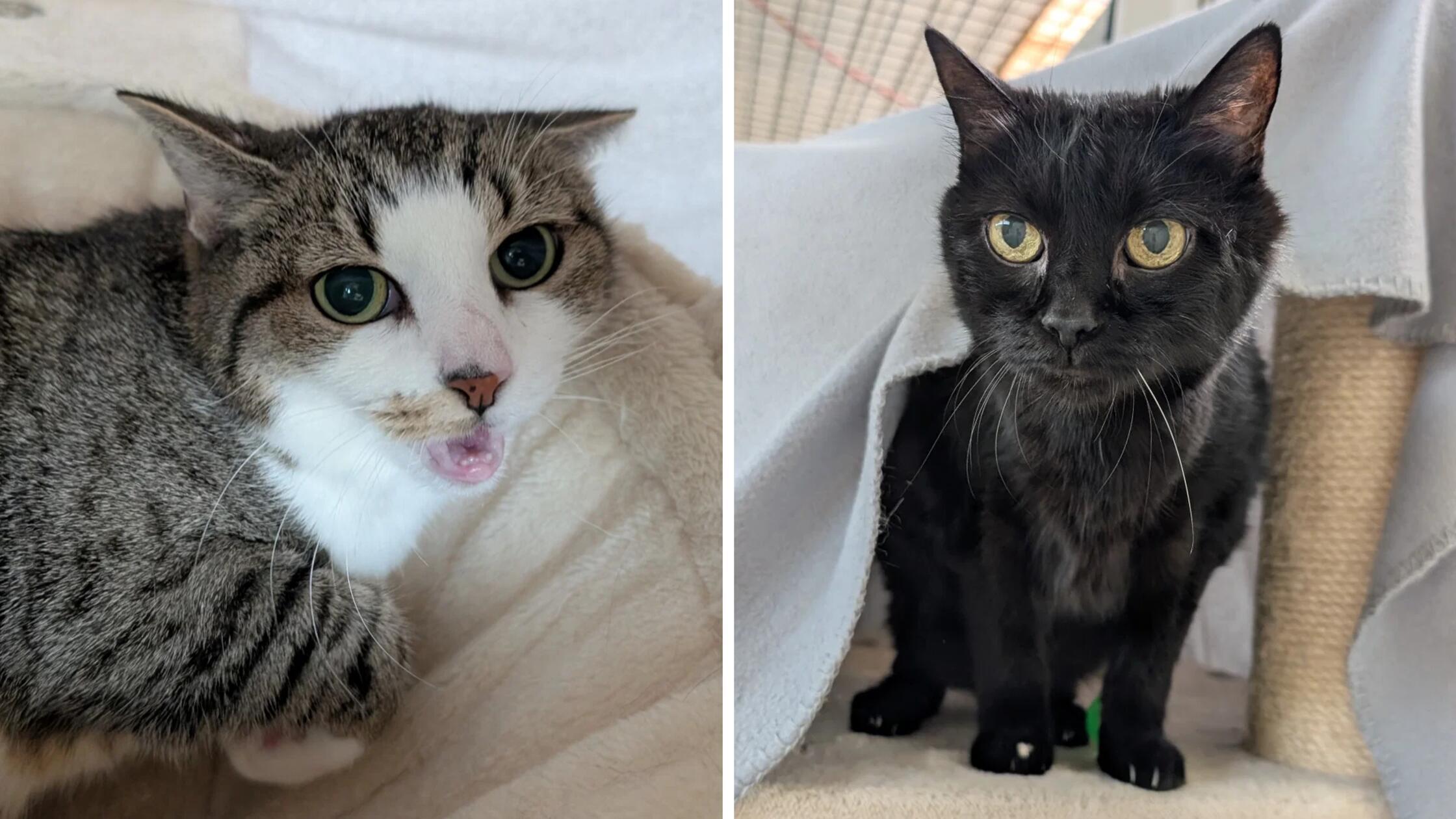 Franz (18) und Susi (11) suchen gemeinsam einen Palliativplatz.
Nach dem Tod ihres Besitzers suchen sie nun ein ruhiges neues Heim.
Die beiden sind sehr scheu und benötigen Zeit, um anzukommen und Vertrauen zu fassen.
Susi möchte bisher noch nichts von Menschen wissen, Franz ist neugierig und lässt sich auch anfassen. Leider sind die beiden Senioren chronisch krank: Bei Susi besteht Verdacht auf einen Lebertumor, Franz hat diverse Spondylosen an der Wirbelsäule und Blasenprobleme. Noch dazu wiesen sein Herz und seine Lunge beim letzten Röntgen Auffälligkeiten auf. 
Die beiden sind Wohnungskatzen. Kinder und andere Haustiere sollten nicht im neuen Zuhause leben, auch häufiger Besuch oder ein turbulenter Alltag würden die beiden überfordern.