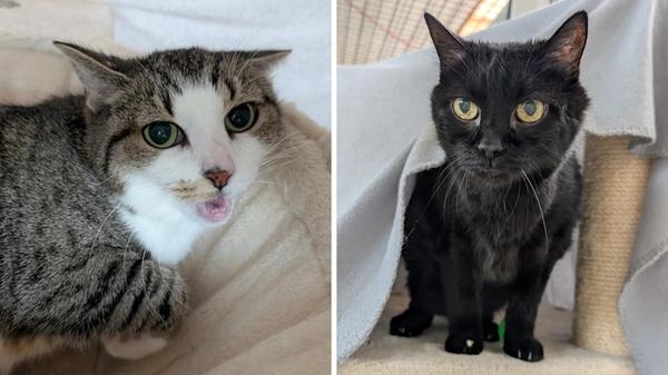 Franz (18) und Susi (11) suchen gemeinsam einen Palliativplatz.
Nach dem Tod ihres Besitzers suchen sie nun ein ruhiges neues Heim.
Die beiden sind sehr scheu und benötigen Zeit, um anzukommen und Vertrauen zu fassen.
Susi möchte bisher noch nichts von Menschen wissen, Franz ist neugierig und lässt sich auch anfassen. Leider sind die beiden Senioren chronisch krank: Bei Susi besteht Verdacht auf einen Lebertumor, Franz hat diverse Spondylosen an der Wirbelsäule und Blasenprobleme. Noch dazu wiesen sein Herz und seine Lunge beim letzten Röntgen Auffälligkeiten auf.
Die beiden sind Wohnungskatzen. Kinder und andere Haustiere sollten nicht im neuen Zuhause leben, auch häufiger Besuch oder ein turbulenter Alltag würden die beiden überfordern.