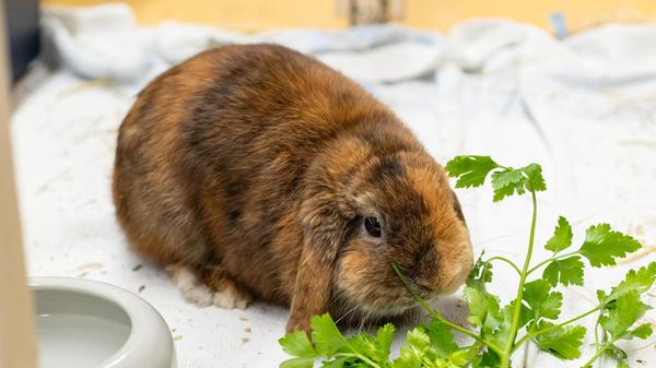 Krampus frisst gerne Petersilie. Der einjährige Zwergwidder wartet schon seit Dezember im Tierheim. Das Schlappohr ist sowohl mit Menschen frech als auch mit anderen Kaninchen und sehr neugierig, heißt es. Die Tierpfleger nennen Krampus augenzwinkernd „einen echten Ausbrecherkönig“. Widderkaninchen sind eine Qualzucht. Und so müssen seine Ohren und Backenzähne regelmäßig kontrolliert oder gespült werden. Kinder im neuen Zuhause sollten schon etwas größer sein. Krampus sucht ein Zuhause bei einem Partnertier in artgerechter Haltung, bei dem er der Chef sein darf.