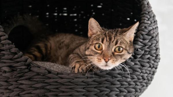 Mit großen Augen schaut Rhea in die Kamera. Die fünfjährige Katze wartet seit Dezember auf ihr großes Glück. Sie wurde im Stadtgebiet gefunden, niemand hat sie vermisst. Warum sie vermutlich niemand gesucht hat, „das wussten wir nach einigen Untersuchungen“, sagt eine Tierpflegerin. Rhea braucht Medikamente für die Bauchspeicheldrüse. Zudem wurde die Wohnungskatze positiv auf das feline Coronavirus (FCoV) getestet; es ist weit verbreitet und verursacht bei den meisten Miezen keine oder milde Symptome. Die Pfleger informieren gerne. Rhea mag keine anderen Katzen, auch Kleinkinder sollten nicht im neuen Zuhause leben. Katzentypisch entscheidet sie gerne selbst, wann sie zum Schmusen kommt. Rhea wünscht sich ein Zuhause mit vernetztem Balkon.