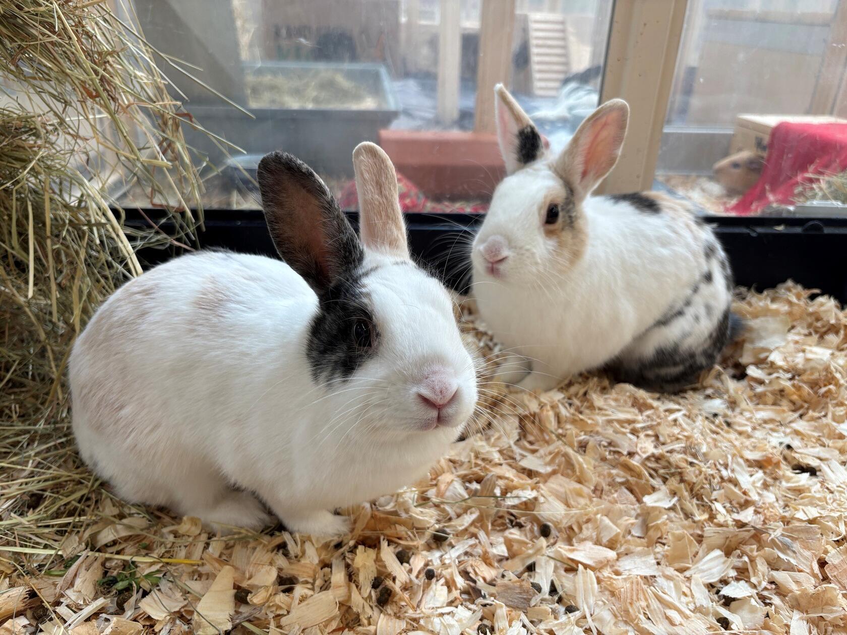 Estephan und Sarah Jane wurden schweren Herzens aus persönlichen Gründen im Tierheim abgegeben. Die beiden Langohren verstehen sich bestens und werden nur gemeinsam vermittelt. Estephan ist anfangs ein wenig schüchtern und braucht eine gewisse Eingewöhnungszeit. Sarah Jane ist recht zugänglich. Sie könnten zu größeren und verständnisvollen Kindern, meinen die Tierpfleger. Die Kaninchen kamen aus einer Außenhaltung und könnten nach den Eisheiligen auch wieder in ein Außengehege umziehen.