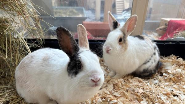 Estephan und Sarah Jane wurden schweren Herzens aus persönlichen Gründen im Tierheim abgegeben. Die beiden Langohren verstehen sich bestens und werden nur gemeinsam vermittelt. Estephan ist anfangs ein wenig schüchtern und braucht eine gewisse Eingewöhnungszeit. Sarah Jane ist recht zugänglich. Sie könnten zu größeren und verständnisvollen Kindern, meinen die Tierpfleger. Die Kaninchen kamen aus einer Außenhaltung und könnten nach den Eisheiligen auch wieder in ein Außengehege umziehen.