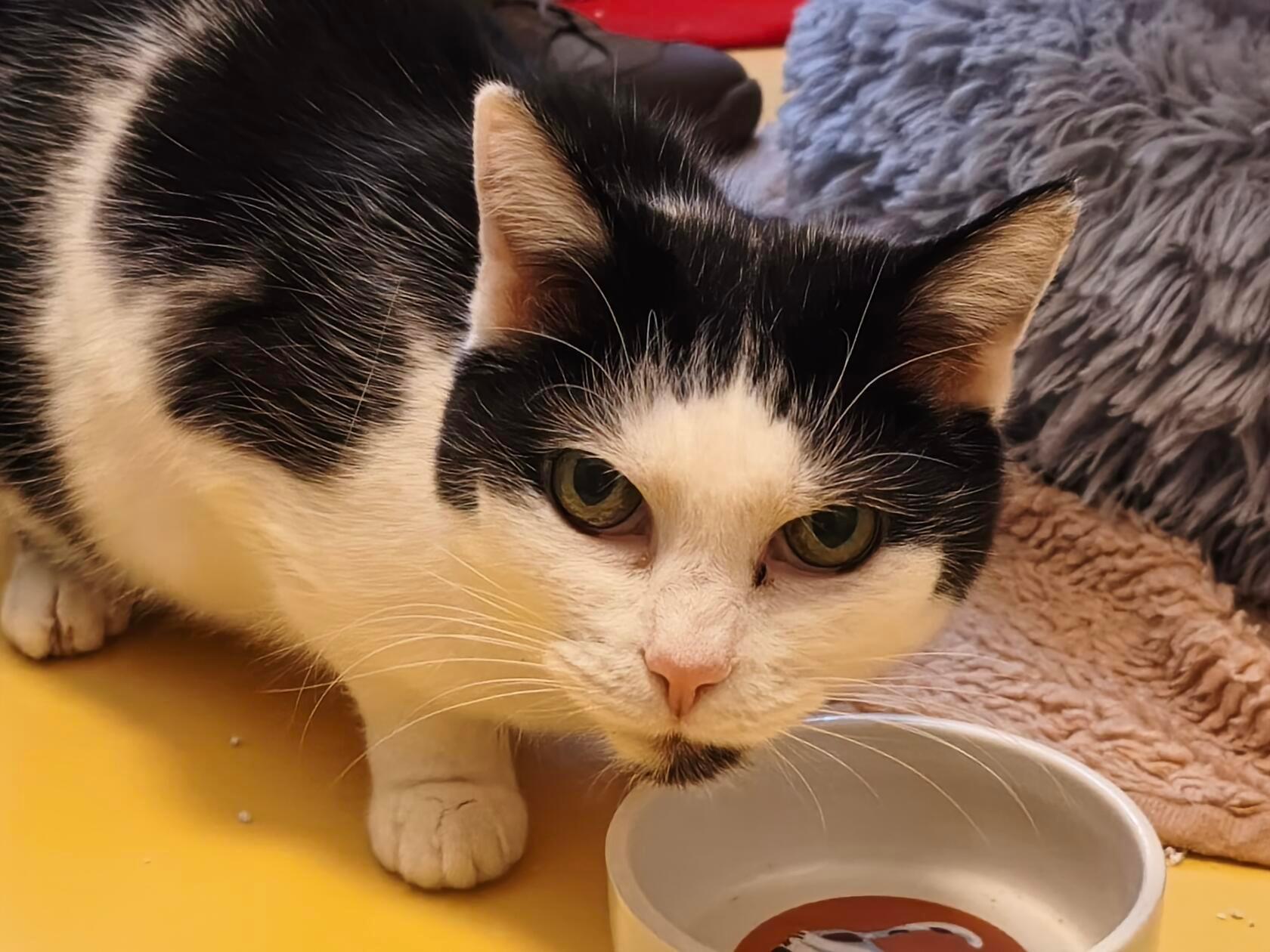 Für die elfjährige Luci werden tiererfahrene Menschen gesucht, denn sie hat - typisch Katze - ihren eigenen Kopf. Die hübsche Mieze ist bereits vermittelt worden, kam aber wegen Überforderung zurück, heißt es. Die Seniorin möchte Freigang. Sie ist keine typische Schmusekatze, die Mieze kommt von alleine, wenn sie Streicheleinheiten möchte. Wenn ihr etwas nicht passt, teilt sie schon mal mit der Pfote aus. Auch mag sie es nicht, hochgehoben zu werden. Sie findet es besser, Boden unter ihren vier Pfoten zu haben. Wer kann es ihr verdenken? Luci braucht Zeit, um einen in ihr Herz zu schließen, dann zeigt sie sich von ihrer lieben Seite und kann sehr redselig werden. Die Mieze braucht Medikamente für die Schilddrüse.