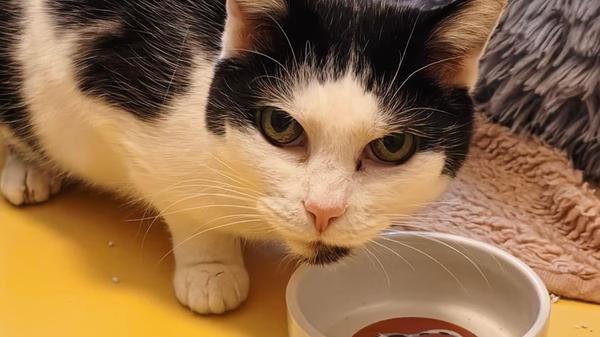 Für die elfjährige Luci werden tiererfahrene Menschen gesucht, denn sie hat - typisch Katze - ihren eigenen Kopf. Die hübsche Mieze ist bereits vermittelt worden, kam aber wegen Überforderung zurück, heißt es. Die Seniorin möchte Freigang. Sie ist keine typische Schmusekatze, die Mieze kommt von alleine, wenn sie Streicheleinheiten möchte. Wenn ihr etwas nicht passt, teilt sie schon mal mit der Pfote aus. Auch mag sie es nicht, hochgehoben zu werden. Sie findet es besser, Boden unter ihren vier Pfoten zu haben. Wer kann es ihr verdenken? Luci braucht Zeit, um einen in ihr Herz zu schließen, dann zeigt sie sich von ihrer lieben Seite und kann sehr redselig werden. Die Mieze braucht Medikamente für die Schilddrüse.