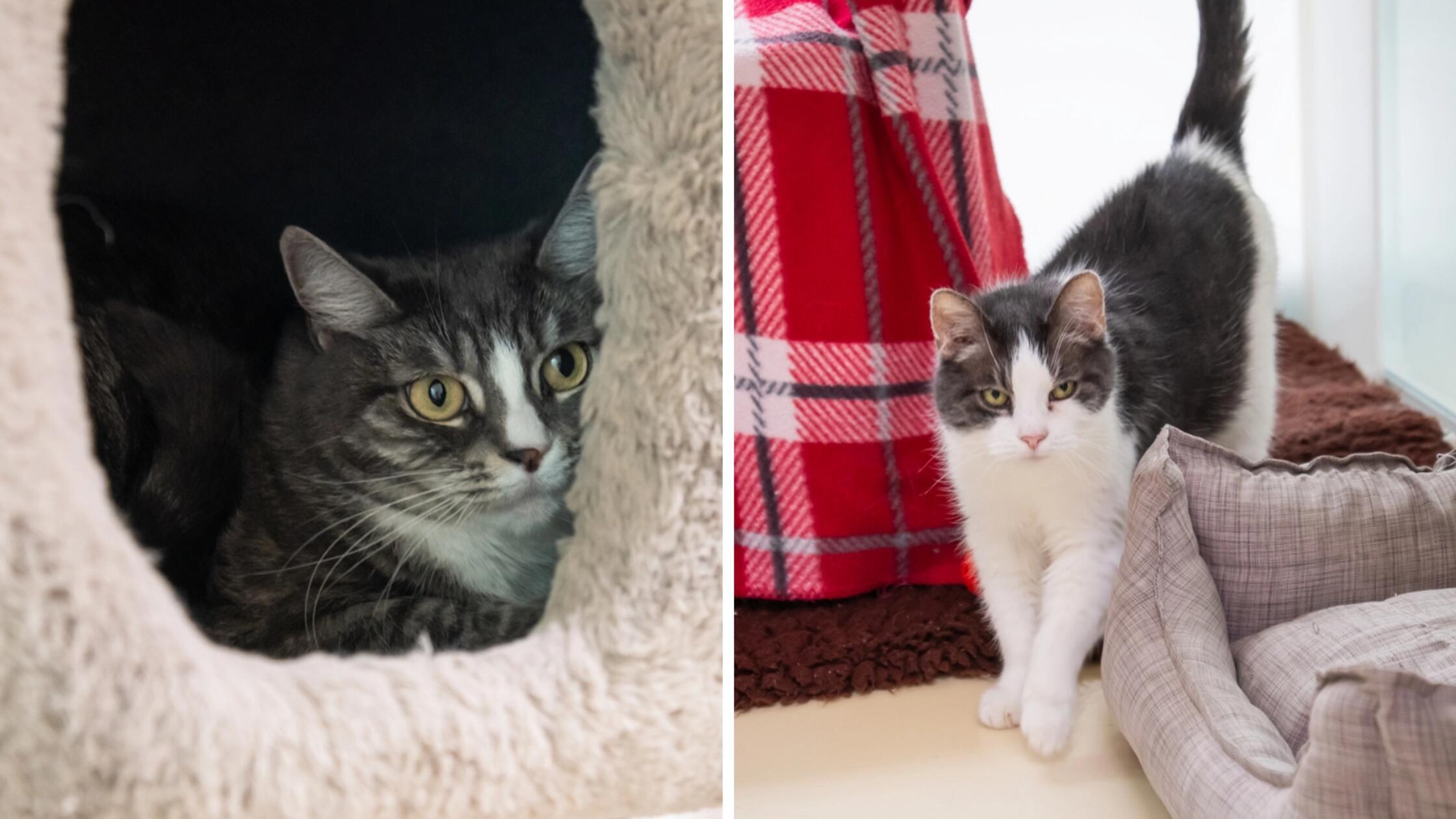 Croissant und Biscuit sind zwei weibliche Katzen der Rasse Europäisch Kurzhaar. Die beiden kastrierten Katzen sind fünf Jahre alt und leben seit dem 26. April 2026 im Tierheim Nürnberg. Leider ist der Besitzer der beiden verstorben, nun suchen sie ein neues Zuhause als Wohnungskatzen. Sie brauchen Eingewöhnungszeit, sind dann aber lieb und verschmust - nur festgehalten werden wollen sie nicht. Kinder sollten dem Tierheim zufolge nicht im neuen Heim leben, da die beiden Katzen es lieber ruhig mögen.