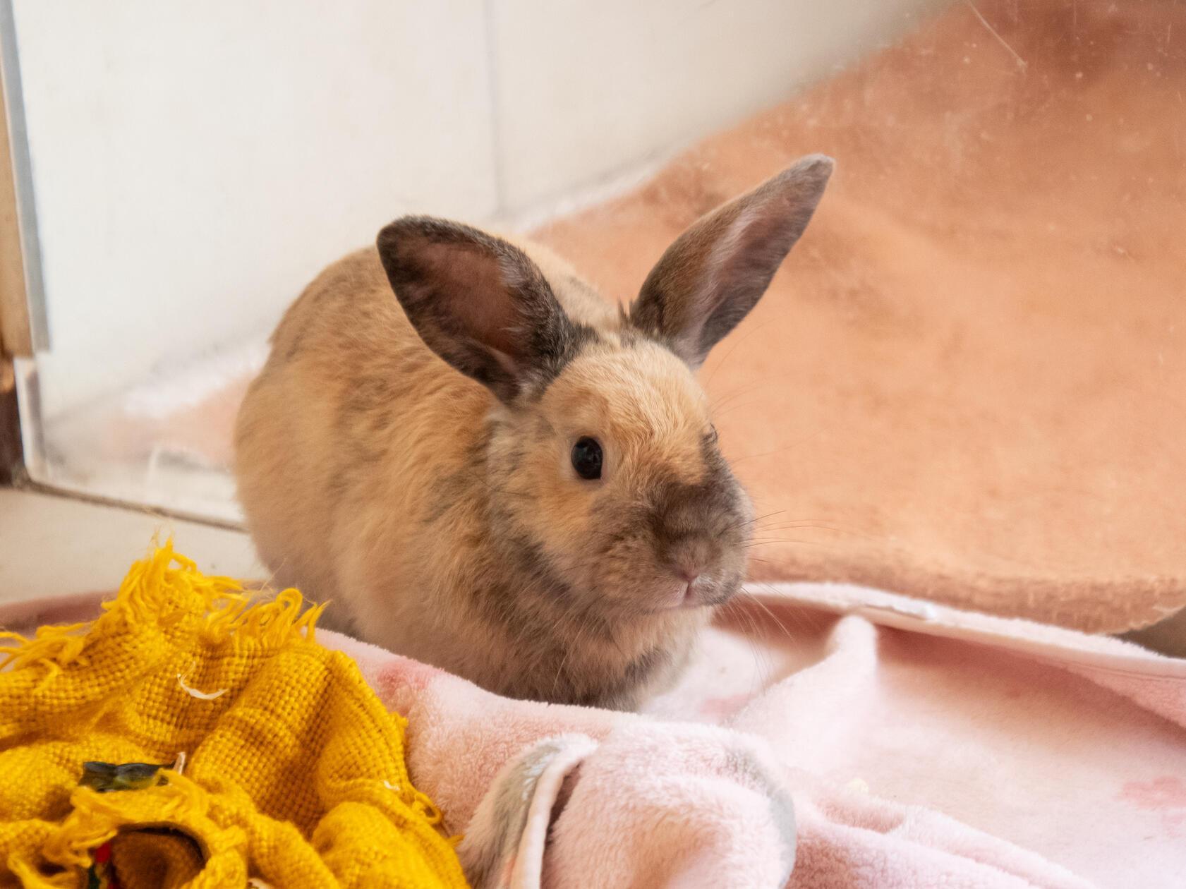 Nino ist als Fundtier im Nürnberger Tierheim gelandet und wurde nie vermisst.
Der Kaninchenbub war unkastriert und muss deshalb noch bis Ende August auf ein neues Zuhause mit Partnertier warten. Dann kann er vergesellschaftet und in ein artgerechtes Zuhause vermittelt.

