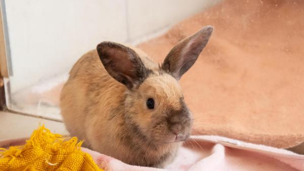 Nino ist als Fundtier im Nürnberger Tierheim gelandet und wurde nie vermisst.
Der Kaninchenbub war unkastriert und muss deshalb noch bis Ende August auf ein neues Zuhause mit Partnertier warten. Dann kann er vergesellschaftet und in ein artgerechtes Zuhause vermittelt.