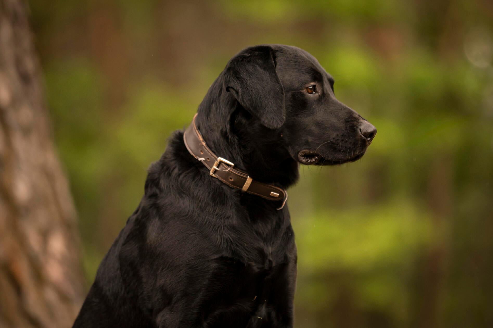 Lustig, lieb, lebhaft - das ist Maggeroni. Der dreijährige Rüde, ein Labrador-Mix, landete im Tierheim, weil seine Besitzer mit ihm überfordert waren, heißt es. Dort zeigt er sich als lustiger Hund, der aber noch etwas Erziehung braucht, berichten die Tierpfleger. Maggeroni ist stubenrein. Er möchte geistig und körperlich ausgelastet werden. Hündinnen mag er, bei Rüden entscheidet die Sympathie. Der Vierbeiner muss noch lernen, alleine zu bleiben. Kleine Kinder sollten nicht im neuen Zuhause sein, mit Nachwuchs ab Teenageralter hat er kein Problem - auch mit Katzen nicht. „Anfangs zeigte sich Maggeroni bei uns sehr unsicher“, so die Mitarbeiter, er braucht Menschen mit Hundeverstand.