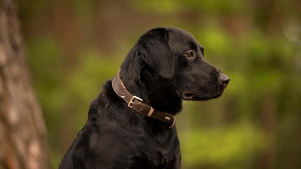 Lustig, lieb, lebhaft - das ist Maggeroni. Der dreijährige Rüde, ein Labrador-Mix, landete im Tierheim, weil seine Besitzer mit ihm überfordert waren, heißt es. Dort zeigt er sich als lustiger Hund, der aber noch etwas Erziehung braucht, berichten die Tierpfleger. Maggeroni ist stubenrein. Er möchte geistig und körperlich ausgelastet werden. Hündinnen mag er, bei Rüden entscheidet die Sympathie. Der Vierbeiner muss noch lernen, alleine zu bleiben. Kleine Kinder sollten nicht im neuen Zuhause sein, mit Nachwuchs ab Teenageralter hat er kein Problem - auch mit Katzen nicht. „Anfangs zeigte sich Maggeroni bei uns sehr unsicher“, so die Mitarbeiter, er braucht Menschen mit Hundeverstand.