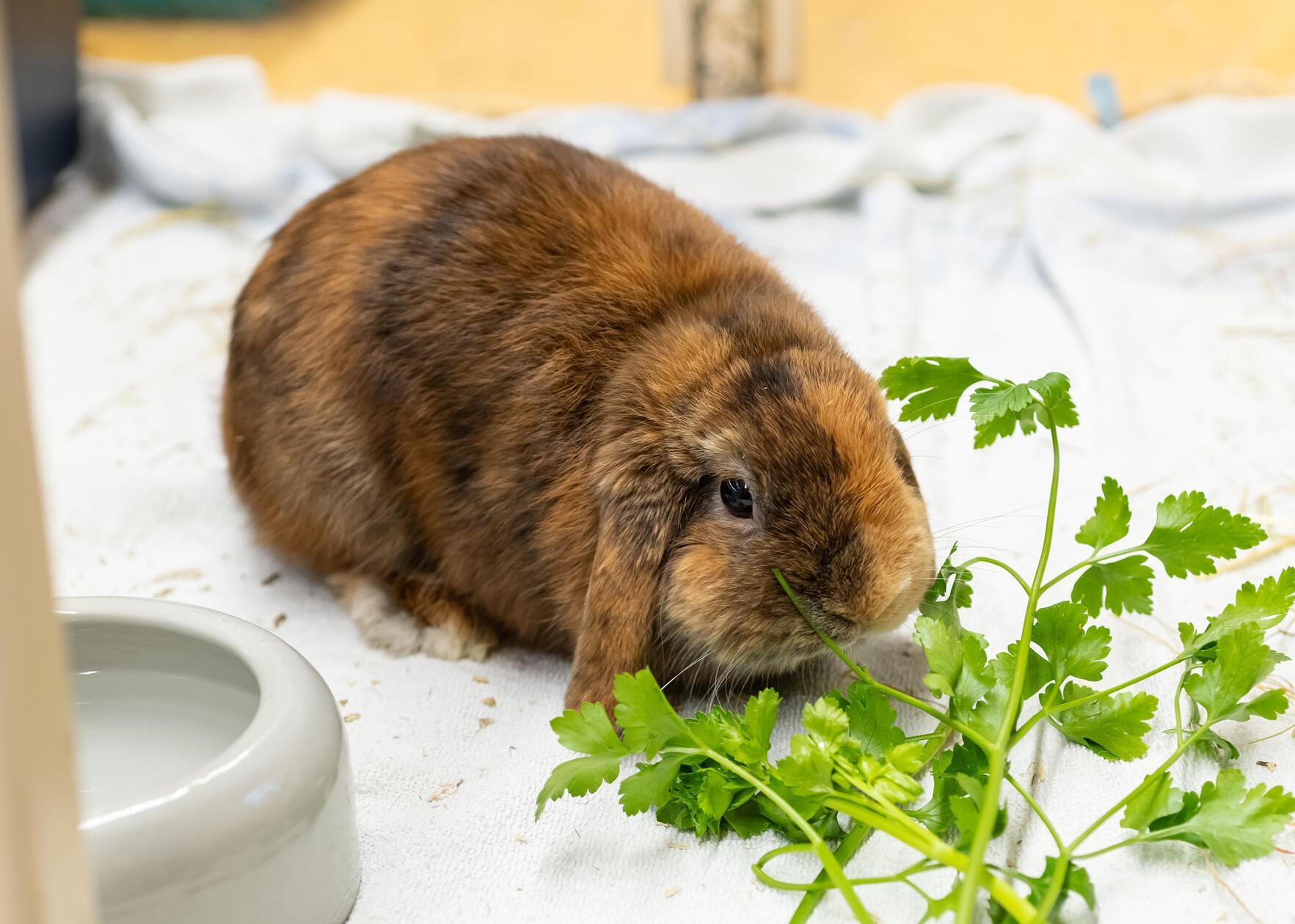 Krampus frisst gerne Petersilie. Der einjährige Zwergwidder wartet schon seit Dezember im Tierheim. Das Schlappohr ist sowohl mit Menschen frech als auch mit anderen Kaninchen und sehr neugierig, heißt es. Die Tierpfleger nennen Krampus augenzwinkernd „einen echten Ausbrecherkönig“. Widderkaninchen sind eine Qualzucht. Und so müssen seine Ohren und Backenzähne regelmäßig kontrolliert oder gespült werden. Kinder im neuen Zuhause sollten schon etwas größer sein. Krampus sucht ein Zuhause bei einem Partnertier in artgerechter Haltung, bei dem er der Chef sein darf.