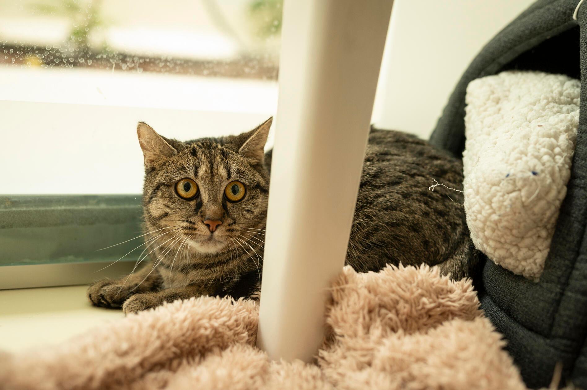 Henriette wurde als Fundkatze im Tierheim Nürnberg abgegeben, wo sie sich noch recht schüchtern und angespannt zeigt. Sie braucht eine sehr lange Eingewöhnungszeit in einem ruhigen, katzenerfahrenen Zuhause. Ob sie Freigang möchte, können ihre Pfleger noch nicht abschätzen.
Für Henriette werden einfühlsame Katzenversteher gesucht, die ihr die Zeit geben, die sie braucht. "Wenn sie ihre Scheu überwunden hat, wird Henriette bestimmt eine ganz tolle Mitbewohnerin", so das Tierheim Nürnberg.
