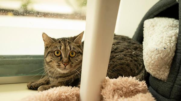 Henriette wurde als Fundkatze im Tierheim Nürnberg abgegeben, wo sie sich noch recht schüchtern und angespannt zeigt. Sie braucht eine sehr lange Eingewöhnungszeit in einem ruhigen, katzenerfahrenen Zuhause. Ob sie Freigang möchte, können ihre Pfleger noch nicht abschätzen.
Für Henriette werden einfühlsame Katzenversteher gesucht, die ihr die Zeit geben, die sie braucht. "Wenn sie ihre Scheu überwunden hat, wird Henriette bestimmt eine ganz tolle Mitbewohnerin", so das Tierheim Nürnberg.