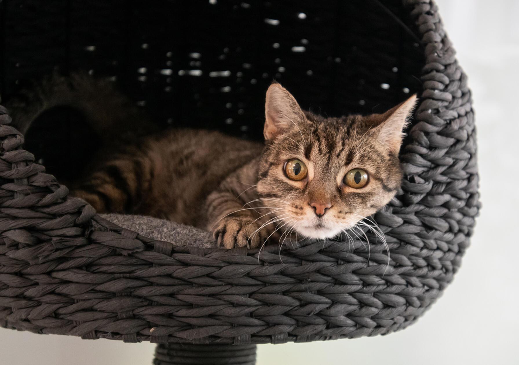 Mit großen Augen schaut Rhea in die Kamera. Die fünfjährige Katze wartet seit Dezember auf ihr großes Glück. Sie wurde im Stadtgebiet gefunden, niemand hat sie vermisst. Warum sie vermutlich niemand gesucht hat, „das wussten wir nach einigen Untersuchungen“, sagt eine Tierpflegerin. Rhea braucht Medikamente für die Bauchspeicheldrüse. Zudem wurde die Wohnungskatze positiv auf das feline Coronavirus (FCoV) getestet; es ist weit verbreitet und verursacht bei den meisten Miezen keine oder milde Symptome. Die Pfleger informieren gerne. Rhea mag keine anderen Katzen, auch Kleinkinder sollten nicht im neuen Zuhause leben. Katzentypisch entscheidet sie gerne selbst, wann sie zum Schmusen kommt. Rhea wünscht sich ein Zuhause mit vernetztem Balkon.