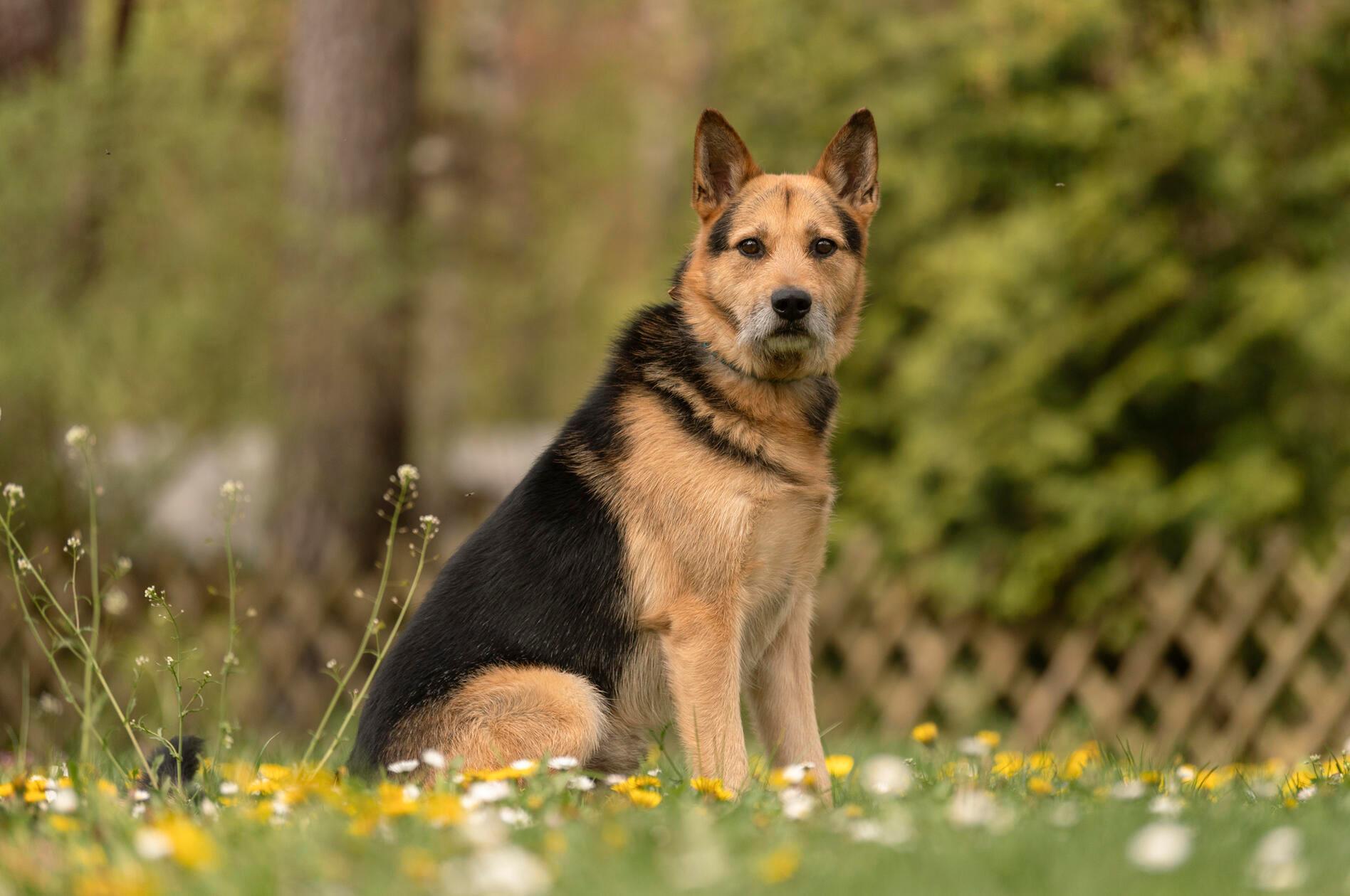 Der sechs Jahre alte Paul ist ein männlicher Mischlingshund. Seit dem 19. Februar 2026 befindet sich der Rüde im Tierheim Nürnberg. Aus finanziellen Gründen des Besitzers wurde er gemeinsam mit drei anderen Hunden ins Tierheim gebracht. Die Verantwortlichen beschreiben ihn als netten Hund, der aber noch etwas Erziehung braucht. Unter anderem muss er noch üben, alleine zu bleiben. Stubenrein ist er aber. Bisher hat er mit anderen Hunden zusammengelebt, daher wäre auch in einem neuen Zuhause Gesellschaft schön für den Hund. Da er nicht kastriert ist und eher mit Hündinnen gut klar kommt, wäre eine kastrierte Hundedame im neuen Zuhause perfekt. Voraussetzung ist das aber nicht. Bei Rüden entscheidet laut Tierheim die Sympathie.