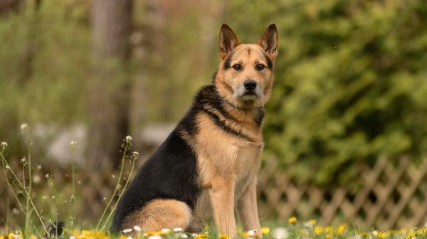 Der sechs Jahre alte Paul ist ein männlicher Mischlingshund. Seit dem 19. Februar 2026 befindet sich der Rüde im Tierheim Nürnberg. Aus finanziellen Gründen des Besitzers wurde er gemeinsam mit drei anderen Hunden ins Tierheim gebracht. Die Verantwortlichen beschreiben ihn als netten Hund, der aber noch etwas Erziehung braucht. Unter anderem muss er noch üben, alleine zu bleiben. Stubenrein ist er aber. Bisher hat er mit anderen Hunden zusammengelebt, daher wäre auch in einem neuen Zuhause Gesellschaft schön für den Hund. Da er nicht kastriert ist und eher mit Hündinnen gut klar kommt, wäre eine kastrierte Hundedame im neuen Zuhause perfekt. Voraussetzung ist das aber nicht. Bei Rüden entscheidet laut Tierheim die Sympathie.
