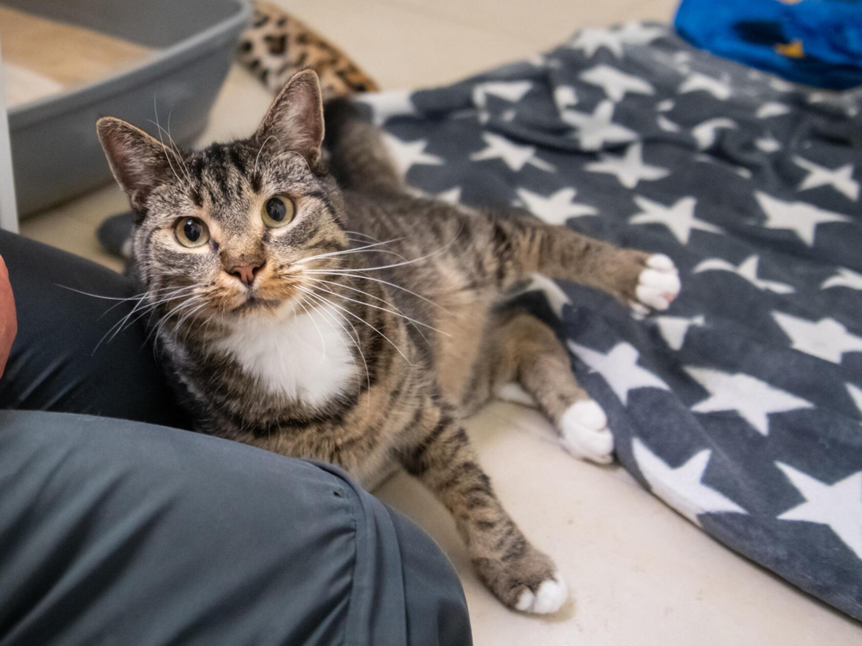Hering ist ein Europäisch Kurzhaar-Kater und vier Jahre alt. Bei ihm handelt es sich um ein ganz besonderes Tier - was aber leider auch dazu geführt hat, dass er abgegeben wurde. Er hat Ataxie, was zu Gleichgewichtsstörungen und beeinträchtigter Koordinationsfähigkeit führt. Dem Kater selbst macht das laut Tierheim aber wenig aus - „er tapst und kullert munter durch die Gegend und erklimmt auch mühelos seinen Kratzbaum.“ Auch sonst macht er keine Probleme (etwa beim Krallenschneiden), solange er genug gekuschelt und gekrault wird. Leider ist er unsauber. Mit anderen Katzen kommt er klar, Hunde mag er nicht. Aufgrund seiner Menschenbezogenheit, seiner Ataxie und der Unsauberkeit wird nach einem verständnisvollen Zuhause für Hering gesucht.