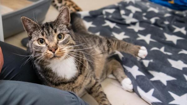 Hering ist ein Europäisch Kurzhaar-Kater und vier Jahre alt. Bei ihm handelt es sich um ein ganz besonderes Tier - was aber leider auch dazu geführt hat, dass er abgegeben wurde. Er hat Ataxie, was zu Gleichgewichtsstörungen und beeinträchtigter Koordinationsfähigkeit führt. Dem Kater selbst macht das laut Tierheim aber wenig aus - „er tapst und kullert munter durch die Gegend und erklimmt auch mühelos seinen Kratzbaum.“ Auch sonst macht er keine Probleme (etwa beim Krallenschneiden), solange er genug gekuschelt und gekrault wird. Leider ist er unsauber. Mit anderen Katzen kommt er klar, Hunde mag er nicht. Aufgrund seiner Menschenbezogenheit, seiner Ataxie und der Unsauberkeit wird nach einem verständnisvollen Zuhause für Hering gesucht.