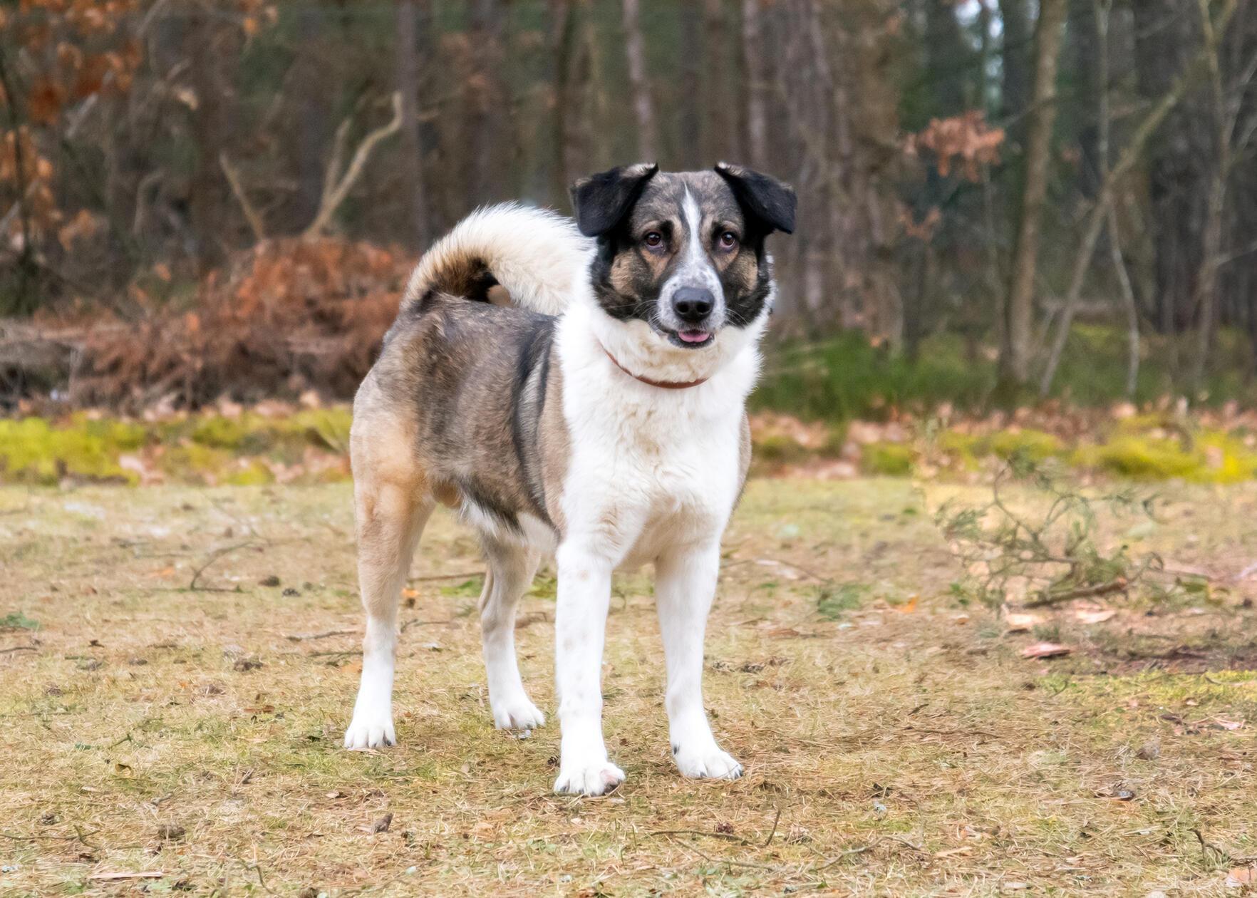 Kalle, ein sechsjähriger Mischling, wurde „aus Überforderung“, so heißt es, in der Einrichtung in Erlenstegen abgegeben. „Der Rüde ist mit seinen Menschen sehr nett, kann aber auch wachsam sein“, sagen die Tierpfleger über ihn. Kalle ist eher ein Einzelgänger und legt keinen Wert auf Artgenossen in seinem neuen Zuhause. Hündinnen mag er, bei Rüden entscheidet die Sympathie. Kalle fährt gut im Bus und in der Bahn mit und hat auch gelernt, alleine zu bleiben. Kinder sollten nicht im Haushalt leben. Der temperamentvolle Rüde möchte beschäftigt werden und spielt gerne, wissen die Mitarbeiter. Sie suchen für ihn jemanden, der bereits Erfahrung mit Hunden hat.