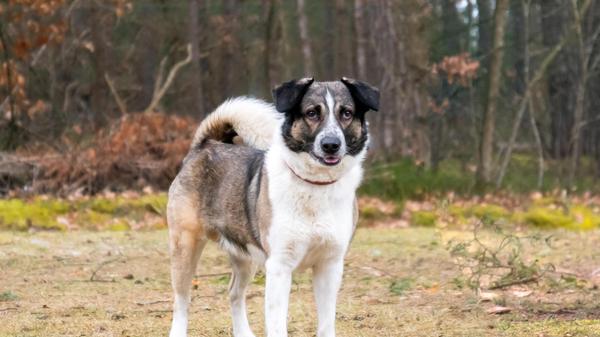 Kalle, ein sechsjähriger Mischling, wurde „aus Überforderung“, so heißt es, in der Einrichtung in Erlenstegen abgegeben. „Der Rüde ist mit seinen Menschen sehr nett, kann aber auch wachsam sein“, sagen die Tierpfleger über ihn. Kalle ist eher ein Einzelgänger und legt keinen Wert auf Artgenossen in seinem neuen Zuhause. Hündinnen mag er, bei Rüden entscheidet die Sympathie. Kalle fährt gut im Bus und in der Bahn mit und hat auch gelernt, alleine zu bleiben. Kinder sollten nicht im Haushalt leben. Der temperamentvolle Rüde möchte beschäftigt werden und spielt gerne, wissen die Mitarbeiter. Sie suchen für ihn jemanden, der bereits Erfahrung mit Hunden hat.