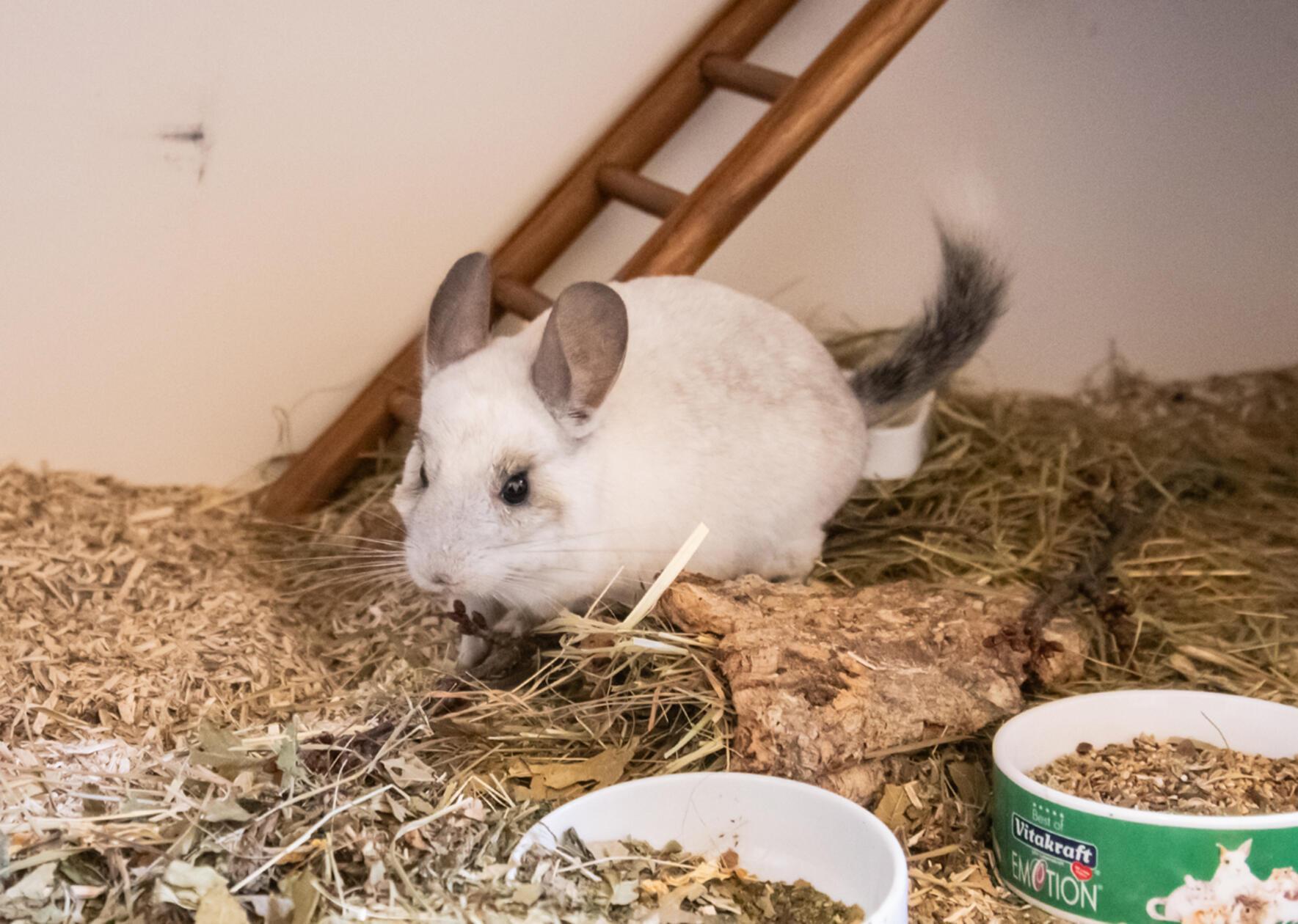 Calido stammt aus einer schlechten Haltung, sein Besitzer hat sich nicht um ihn gekümmert, zum Fressen gab es nur Karotten. Bei seiner Ankunft im Februar war das Chinchilla-Männchen unterernährt und hatte struppiges Fell. Im Tierheim wurde das zwei Jahre alte Tier liebevoll aufgepäppelt, mittlerweile geht es ihm wieder viel besser. Nun wird ein neues Zuhause für Calido gesucht - mit Artgenossen, Sandbad, Schlafhäuschen und allem, was zum Chinchillaleben dazugehört. Vermutlich aufgrund seiner Vergangenheit zeigt er sich anfangs etwas ängstlich und braucht Zeit zum Eingewöhnen. Dann ist er aber „sehr nett und süß“, heißt es. Calido wird nur in artgerechte Haltung mit Partnertier vermittelt.