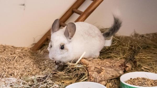 Calido stammt aus einer schlechten Haltung, sein Besitzer hat sich nicht um ihn gekümmert, zum Fressen gab es nur Karotten. Bei seiner Ankunft im Februar war das Chinchilla-Männchen unterernährt und hatte struppiges Fell. Im Tierheim wurde das zwei Jahre alte Tier liebevoll aufgepäppelt, mittlerweile geht es ihm wieder viel besser. Nun wird ein neues Zuhause für Calido gesucht - mit Artgenossen, Sandbad, Schlafhäuschen und allem, was zum Chinchillaleben dazugehört. Vermutlich aufgrund seiner Vergangenheit zeigt er sich anfangs etwas ängstlich und braucht Zeit zum Eingewöhnen. Dann ist er aber „sehr nett und süß“, heißt es. Calido wird nur in artgerechte Haltung mit Partnertier vermittelt.