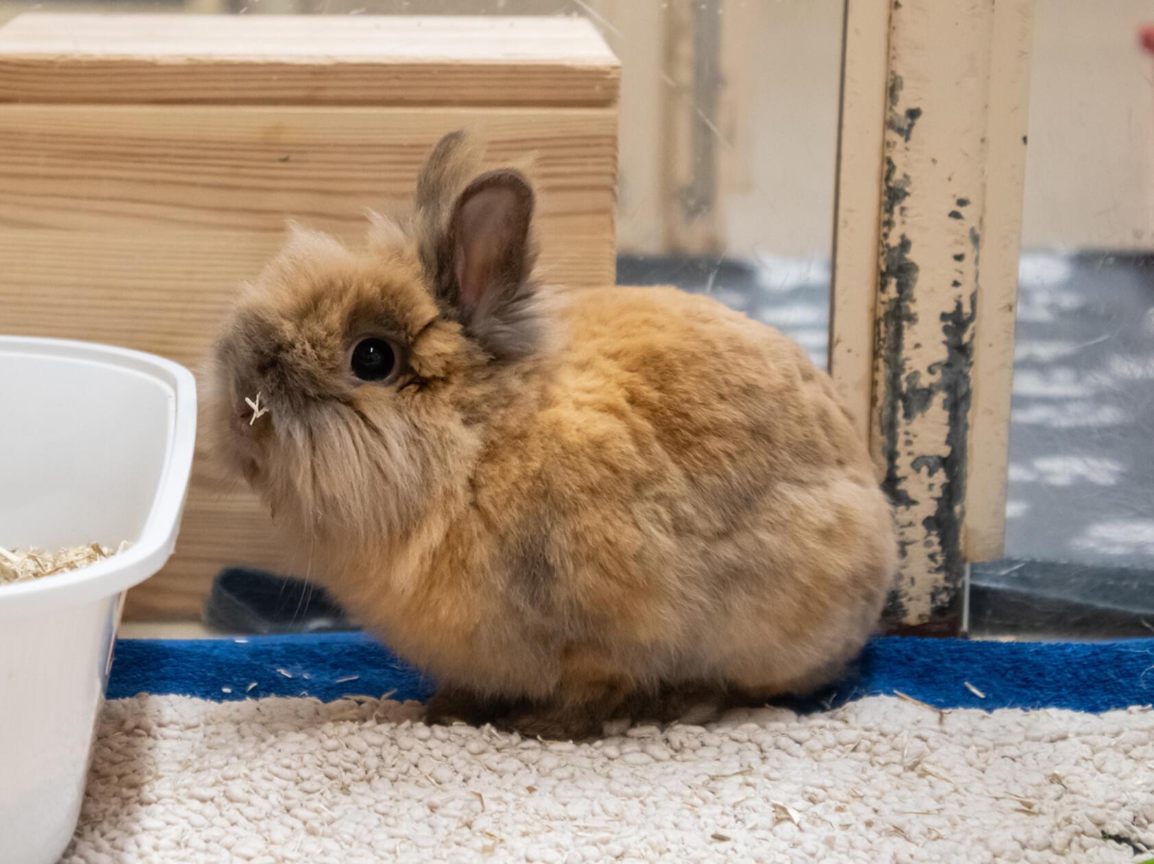 Erst sechs Monate ist er alt, im Tierheim bereits seit dem 5. Mai 2026: Capri, ein Löwenkopf-Mix. Das männliche Kaninchen ist eher ängstlich und zurückhaltend und sucht ein neues Zuhause in artgerechter Haltung mit einem Partnertier. Er ist bereits kastriert, befindet sich aber noch bis Ende Juni in der Kastrafrist - dann kann er vermittelt werden.