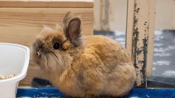 Erst sechs Monate ist er alt, im Tierheim bereits seit dem 5. Mai 2026: Capri, ein Löwenkopf-Mix. Das männliche Kaninchen ist eher ängstlich und zurückhaltend und sucht ein neues Zuhause in artgerechter Haltung mit einem Partnertier. Er ist bereits kastriert, befindet sich aber noch bis Ende Juni in der Kastrafrist - dann kann er vermittelt werden.