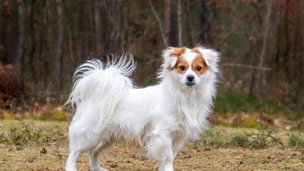 Scooby ist ein dreijähriger Mischling, der schon einiges in seinem Hundeleben mitmachen musste. Der putzige Rüde stammt aus schlechter Haltung. Nun ist er zum zweiten Mal im Tierheim gelandet, doch daran trägt Scooby keine Schuld. „Leider ist seine Vermittlung schief gegangen“, heißt es aus dem Tierheim. „Egal, wie viel wir kontrollieren, man kann den Menschen leider nur vor den Kopf schauen.“ Die Leidtragenden dabei sind immer die Tiere. Scooby ist anfangs etwas unsicher und skeptisch, dann aber mit seinen Menschen nett und verspielt. Er braucht noch etwas Erziehung - gerade draußen beim Gassi gehen - und endlich ein liebevolles Zuhause.