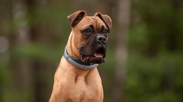 Der sieben Monate alte Boxer hat bislang kein schönes Welpenleben hinter sich: Angebunden in einem Keller gefunden, von der Polizei beschlagnahmt und direkt in Quarantäne gebracht. Dennoch zeigt er ein typisches Junghund-Verhalten, ist sehr lebhaft und verspielt. Noch hat er nicht viel kennengelernt, alleine zuhause bleibt er noch nicht. Kinder in einem neuen Zuhause sollten aufgrund seiner stürmischen Art schon standhaft sein, ein zweiter Hund sollte eher souverän sein - auch, da Ronny (noch) zu Futterneid neigt. Durch seine Vergangenheit hat Ronny Narben an einem Bein, dabei handelt es sich aber nur um "Schönheitsfehler". Wer gibt dem jungen Boxer ein Zuhause für immer?